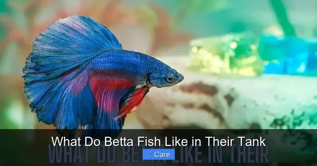 What Do Betta Fish Like in Their Tank