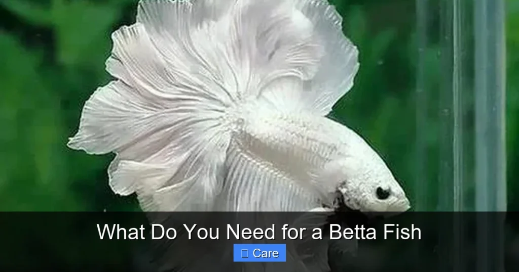 What Do You Need for a Betta Fish