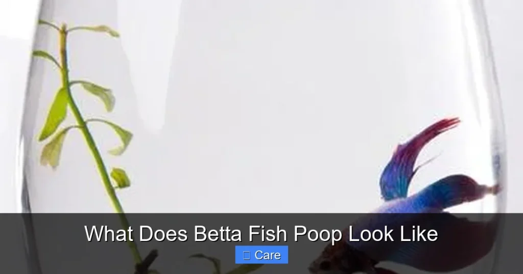 What Does Betta Fish Poop Look Like