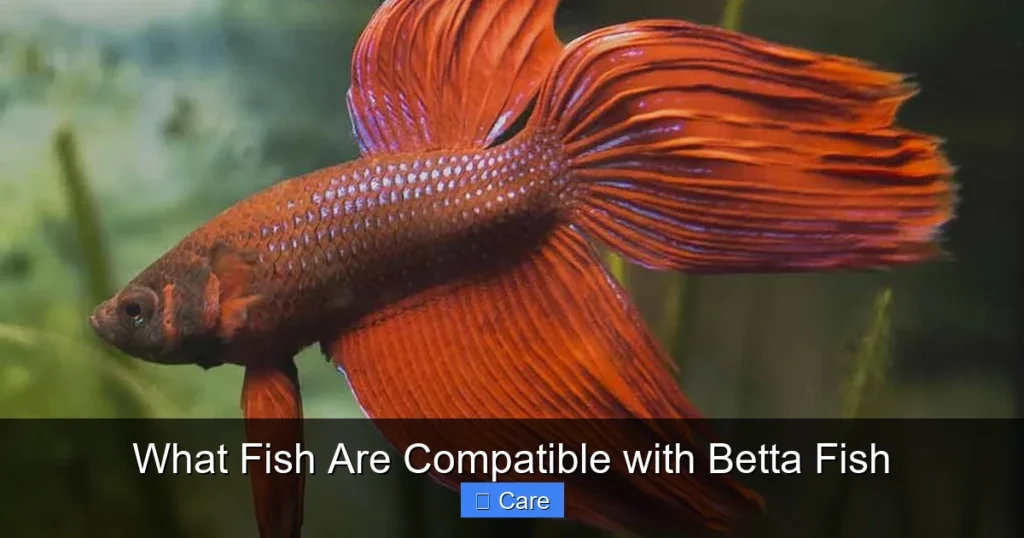 What Fish Are Compatible with Betta Fish