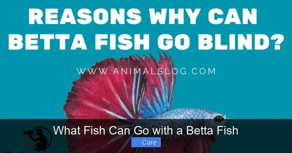 What Fish Can Go with a Betta Fish