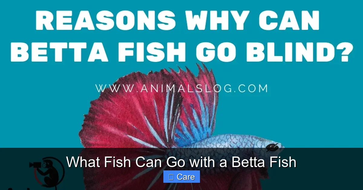 What Fish Can Go with a Betta Fish