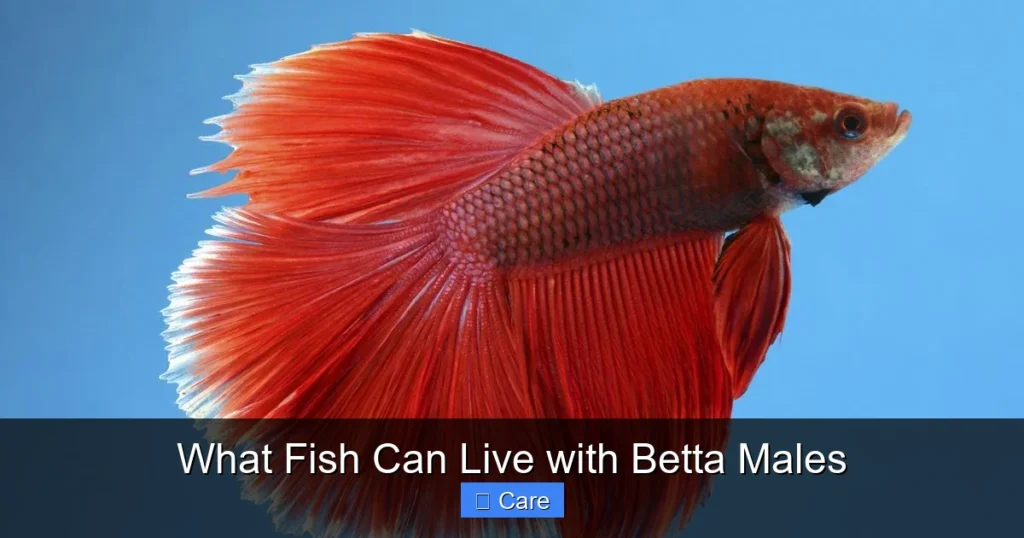 What Fish Can Live with Betta Males