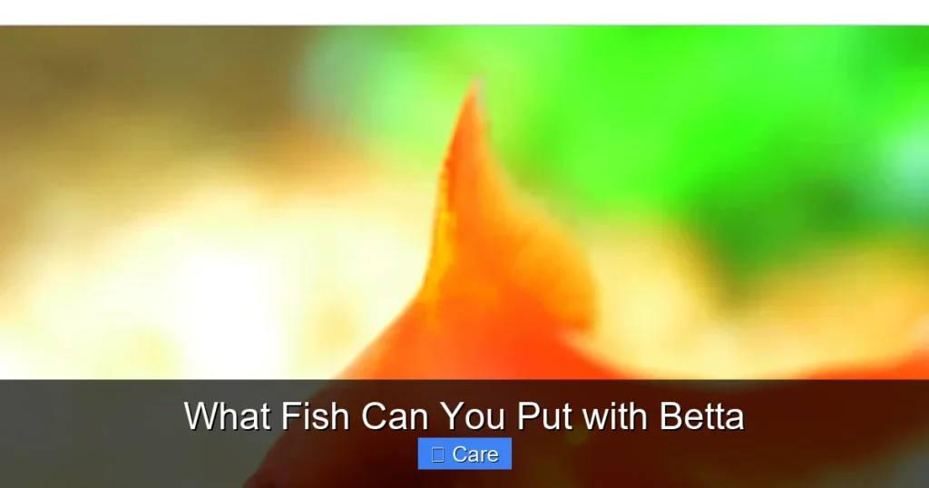 What Fish Can You Put with Betta