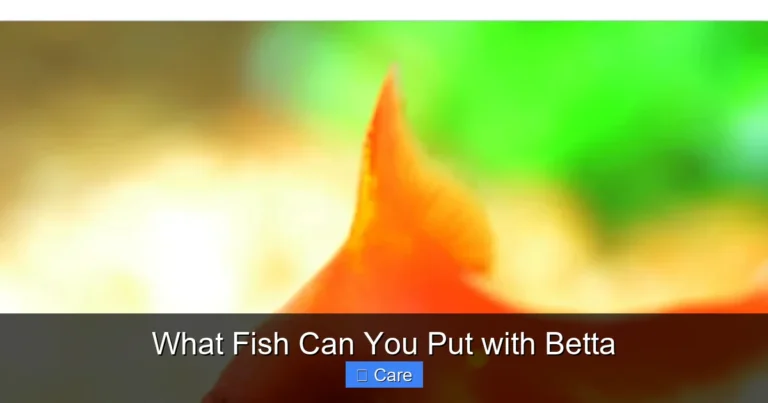 What Fish Can You Put with Betta