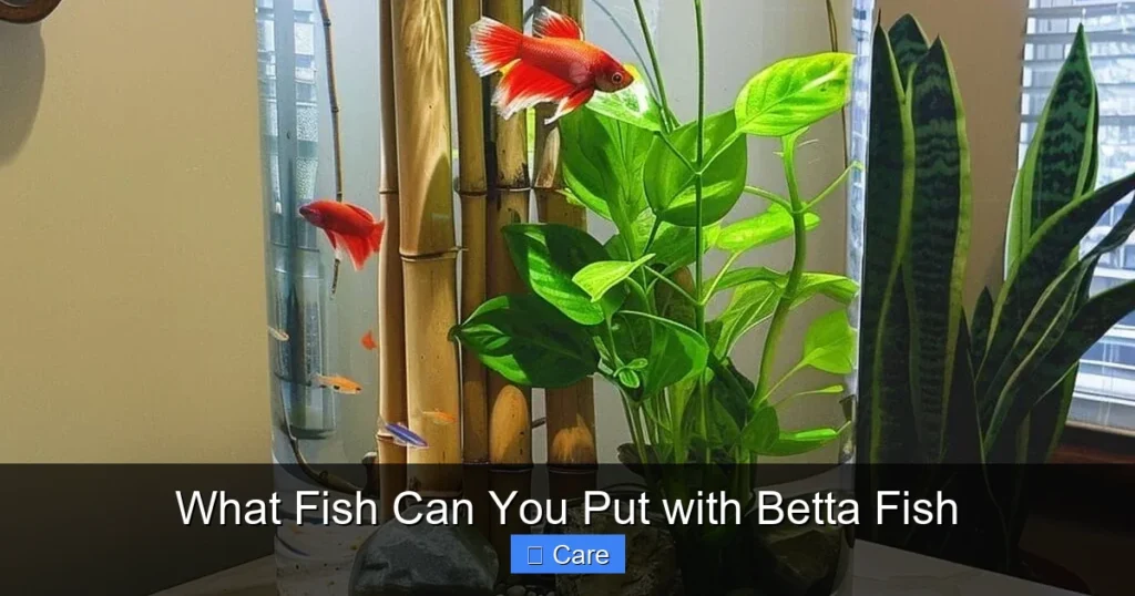 What Fish Can You Put with Betta Fish