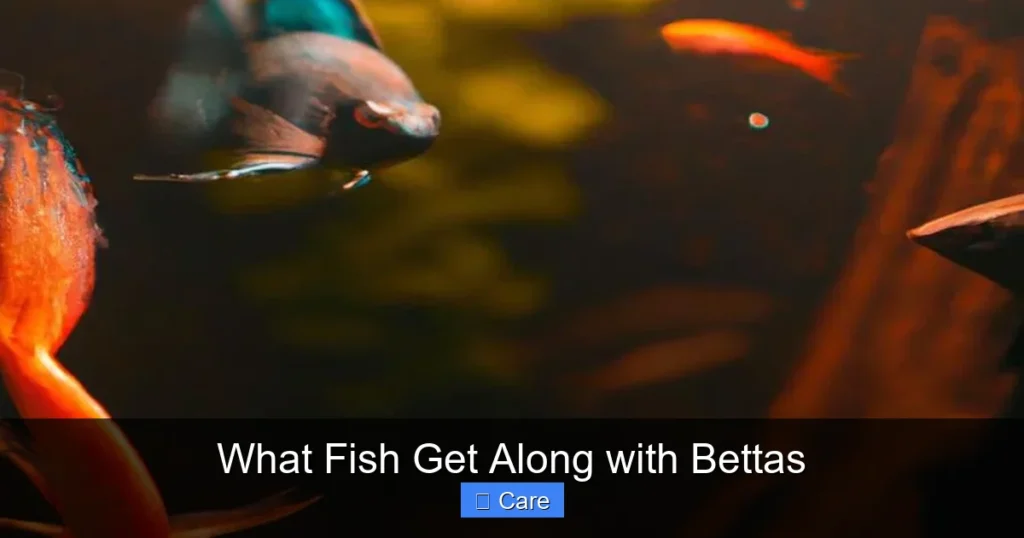 What Fish Get Along with Bettas