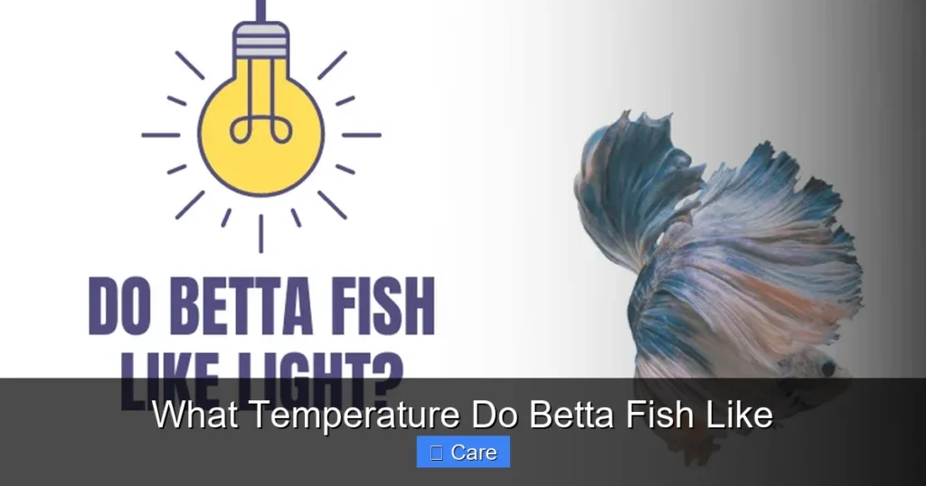 What Temperature Do Betta Fish Like