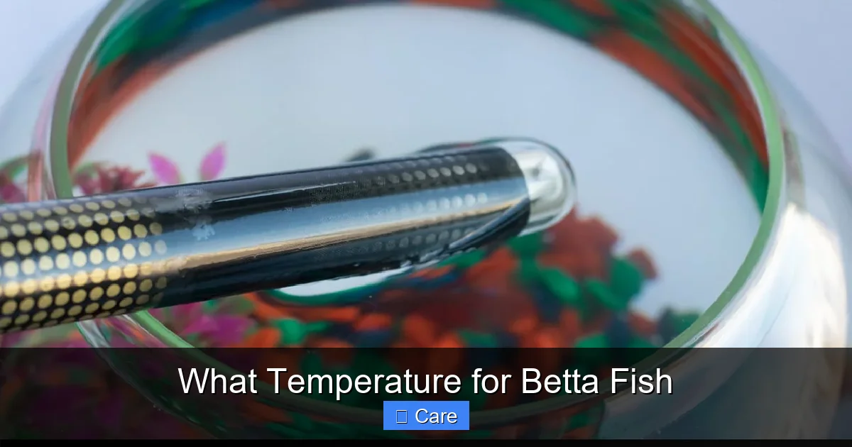 What Temperature for Betta Fish