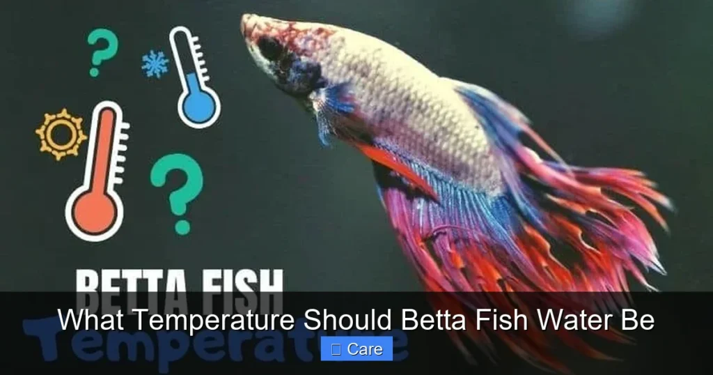 What Temperature Should Betta Fish Water Be