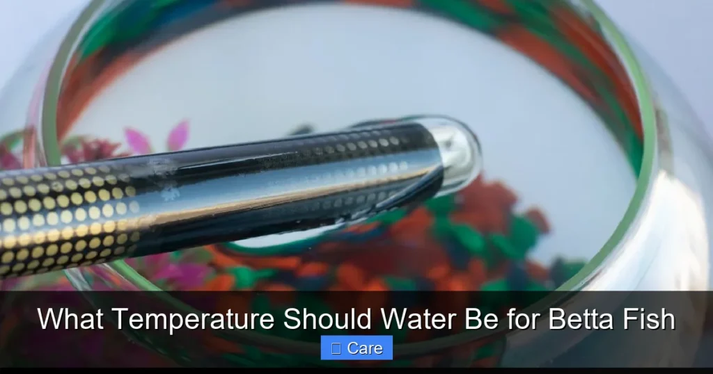What Temperature Should Water Be for Betta Fish