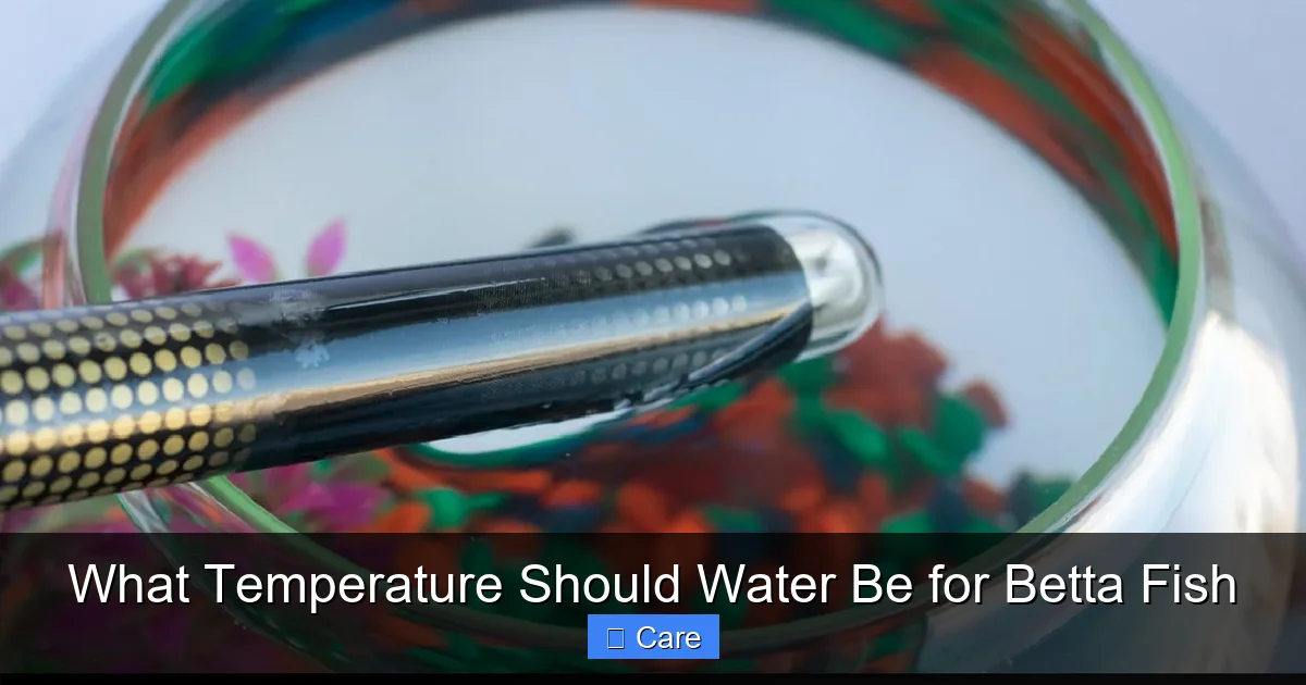 What Temperature Should Water Be for Betta Fish