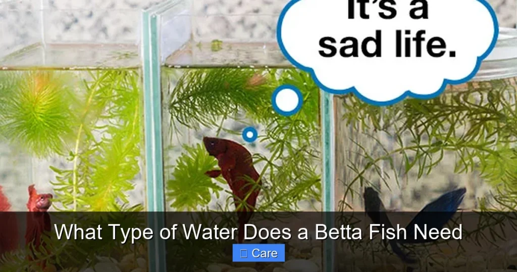 What Type of Water Does a Betta Fish Need