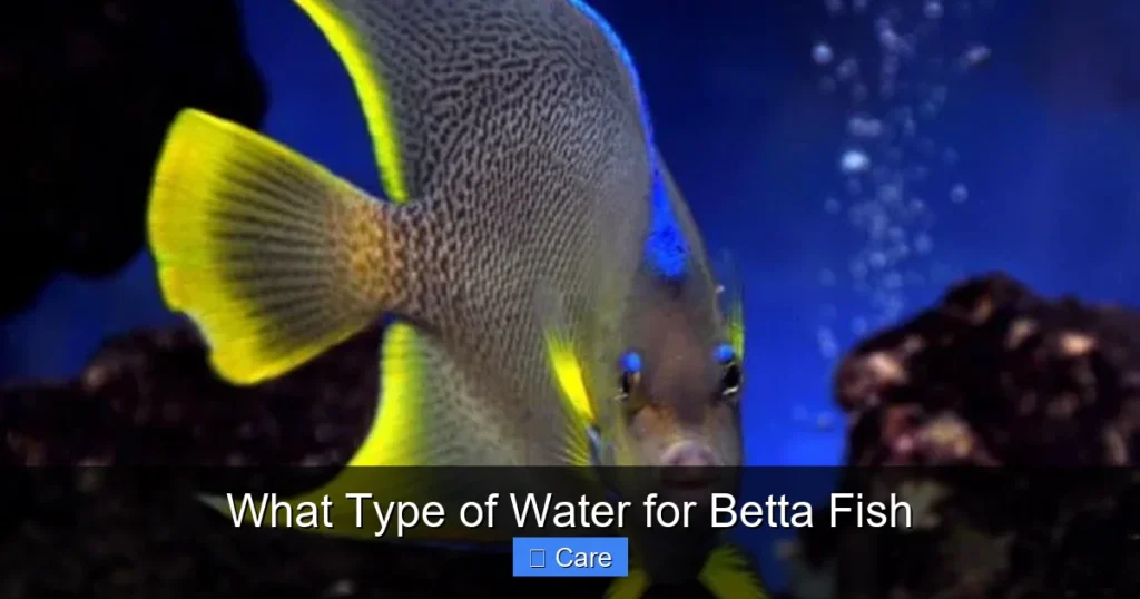 What Type of Water for Betta Fish