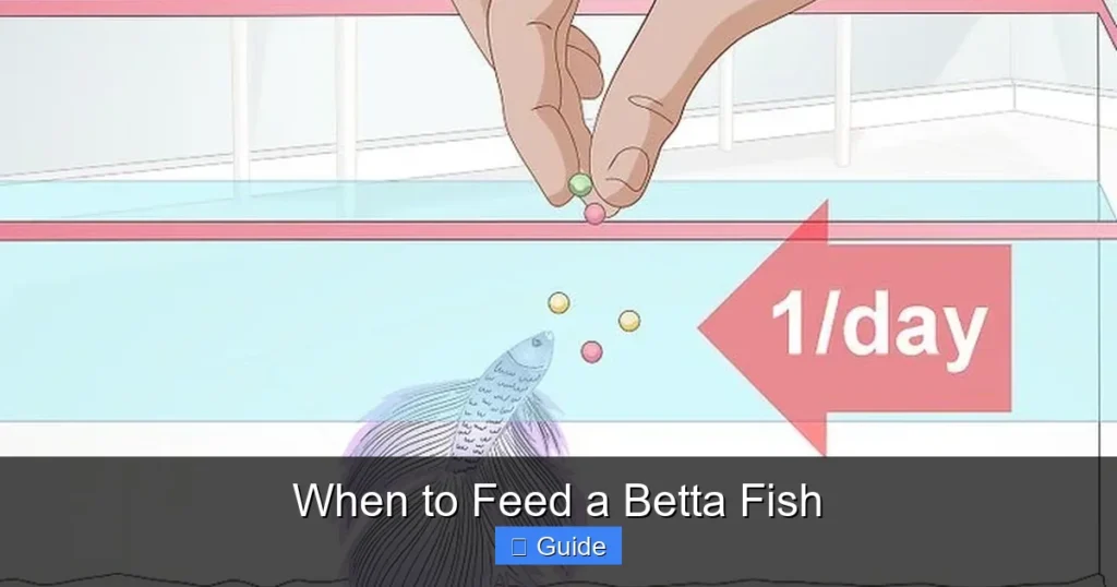 When to Feed a Betta Fish