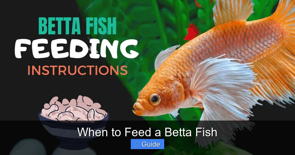When to Feed a Betta Fish