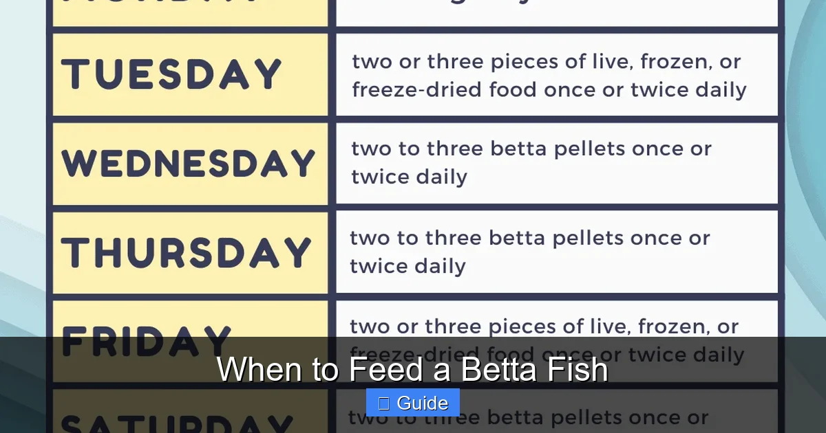 When to Feed a Betta Fish