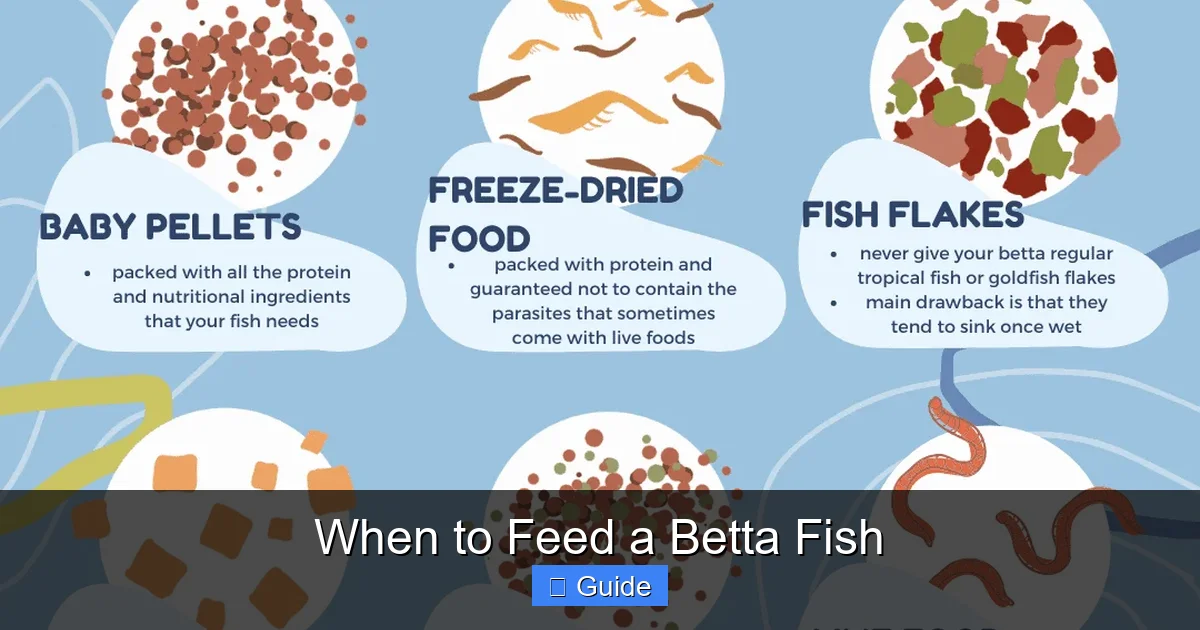 When to Feed a Betta Fish
