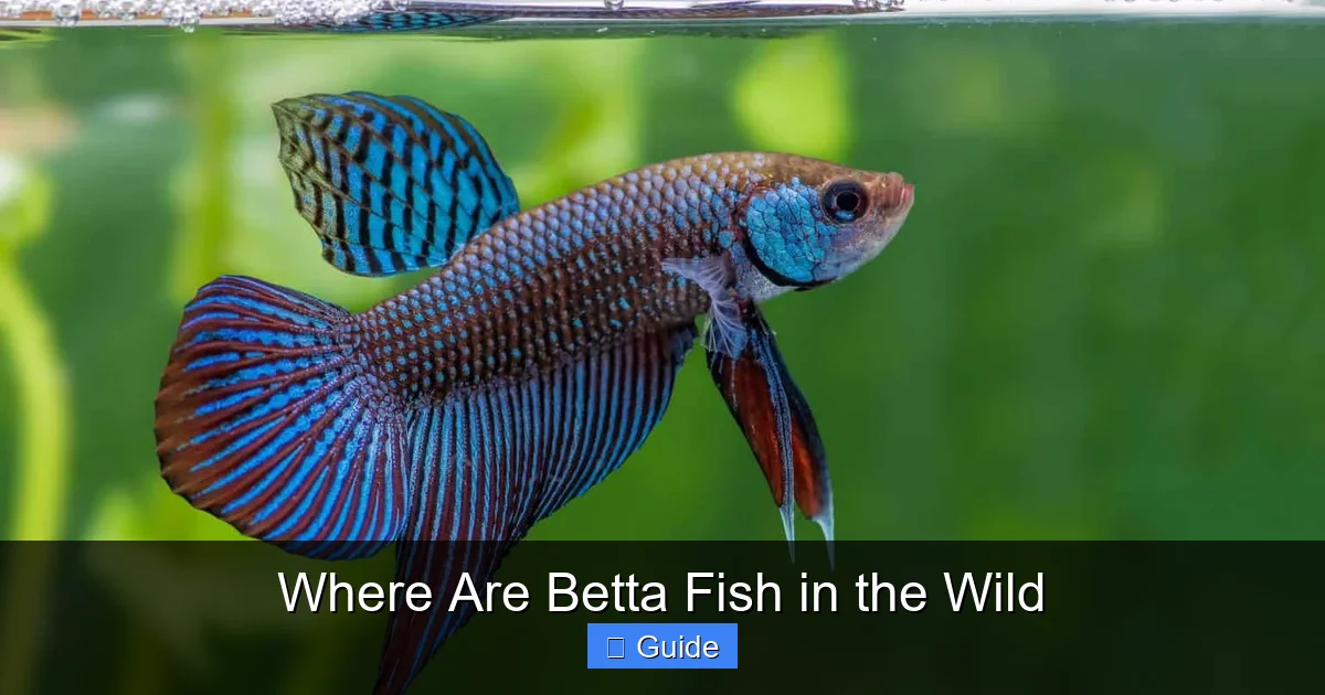 Where Are Betta Fish in the Wild
