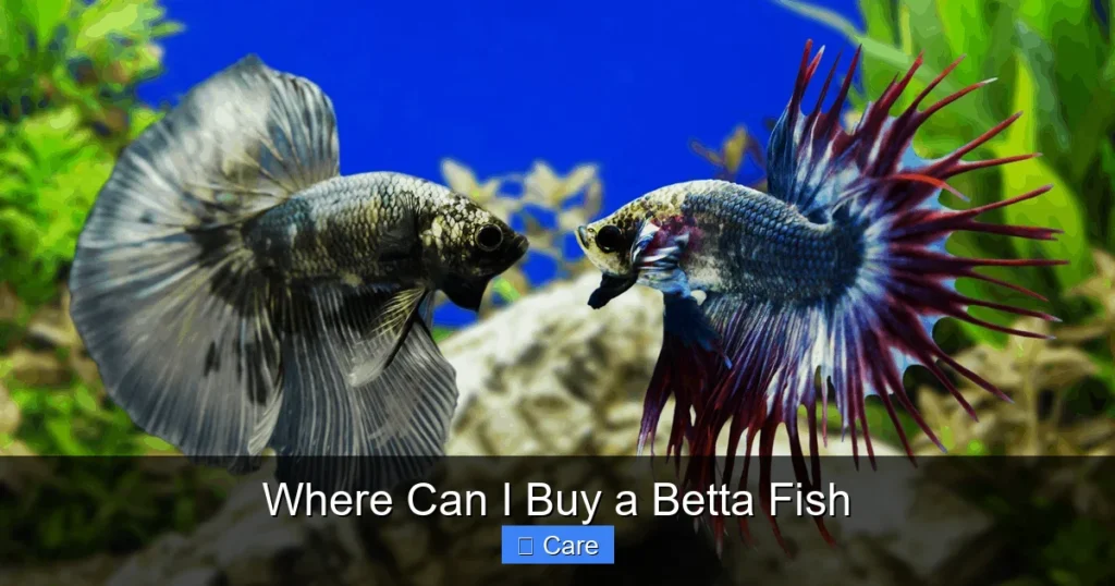 Where Can I Buy a Betta Fish