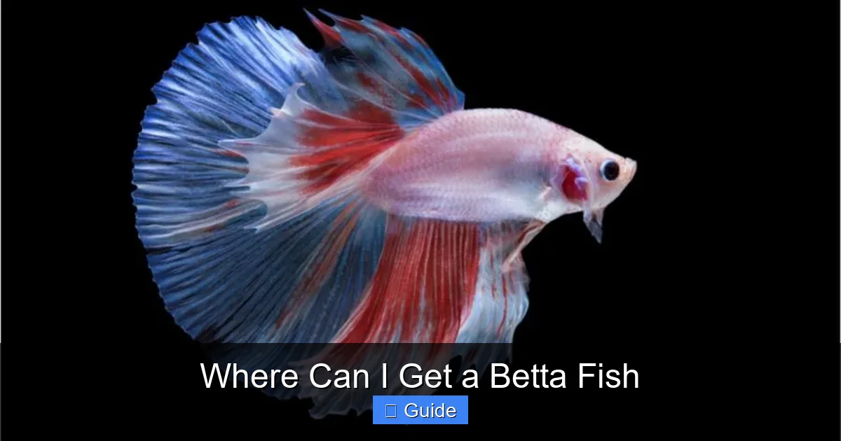 Where Can I Get a Betta Fish