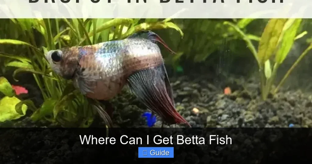 Where Can I Get Betta Fish