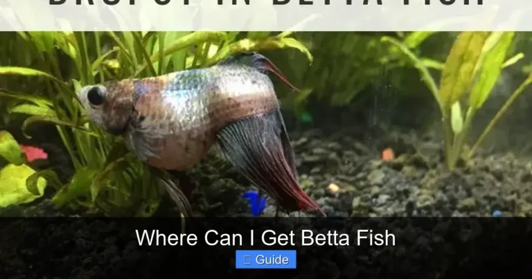 Where Can I Get Betta Fish