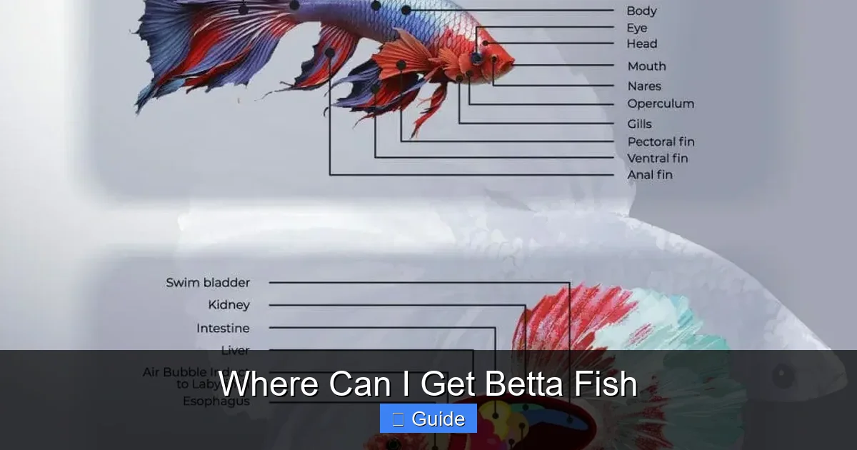 Where Can I Get Betta Fish