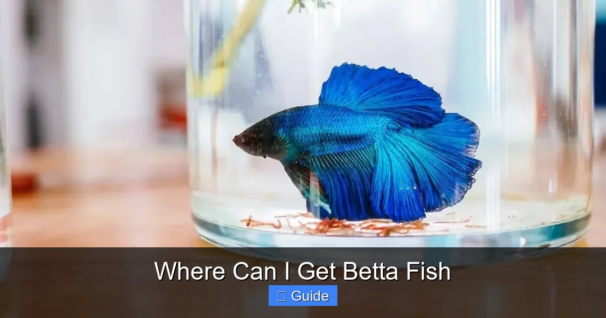 Where Can I Get Betta Fish