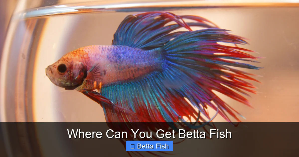 Where Can You Get Betta Fish