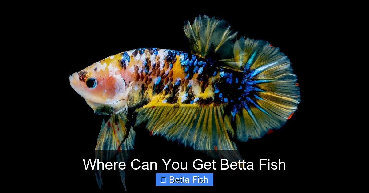 Where Can You Get Betta Fish