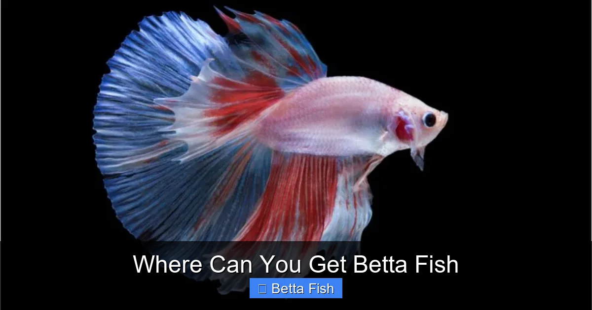 Where Can You Get Betta Fish