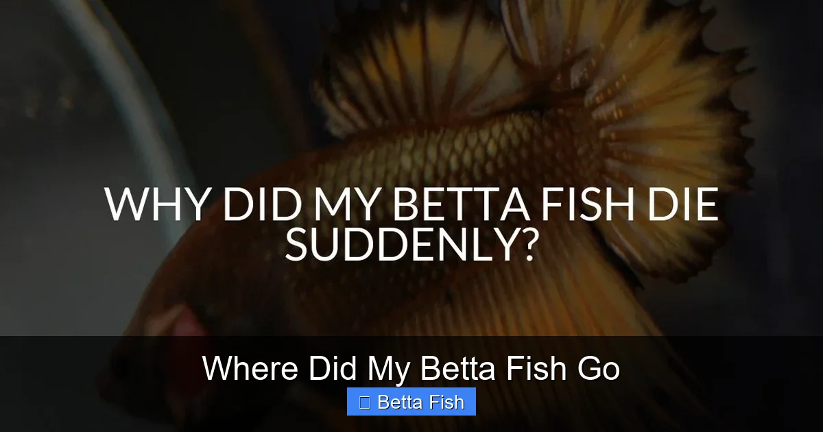 Where Did My Betta Fish Go