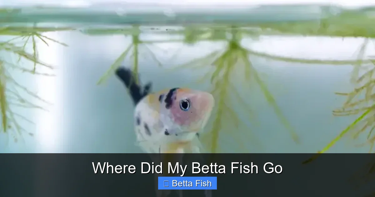 Where Did My Betta Fish Go