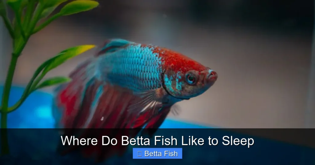 Where Do Betta Fish Like to Sleep