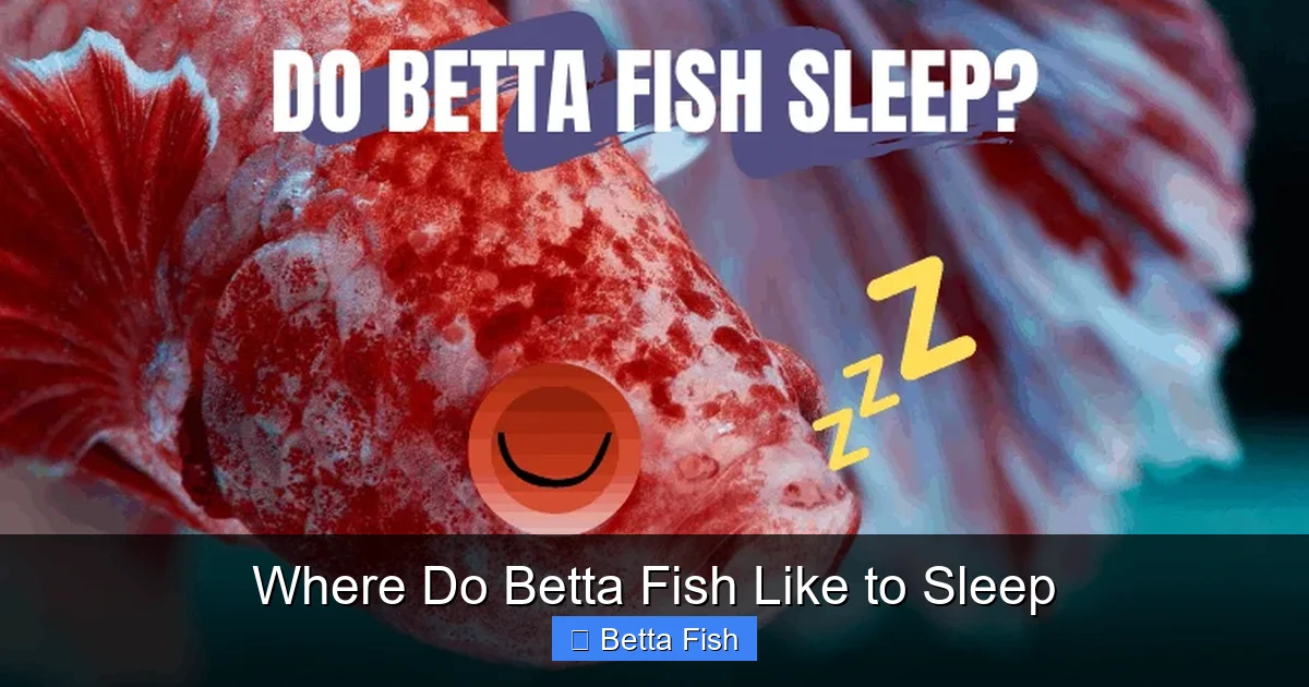 Where Do Betta Fish Like to Sleep