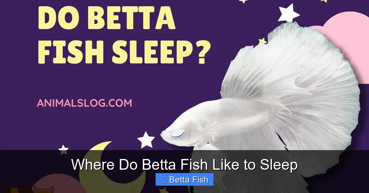 Where Do Betta Fish Like to Sleep