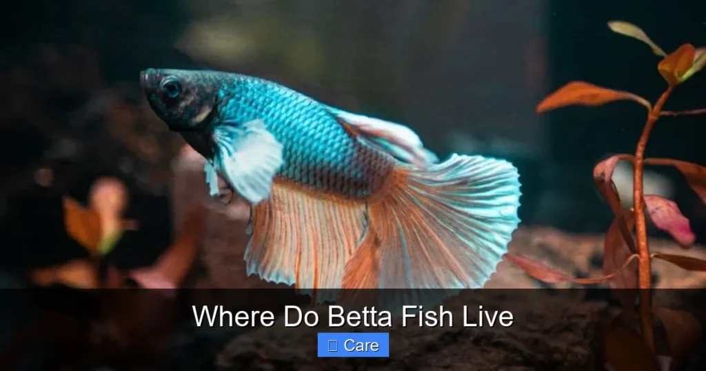 Where Do Betta Fish Live