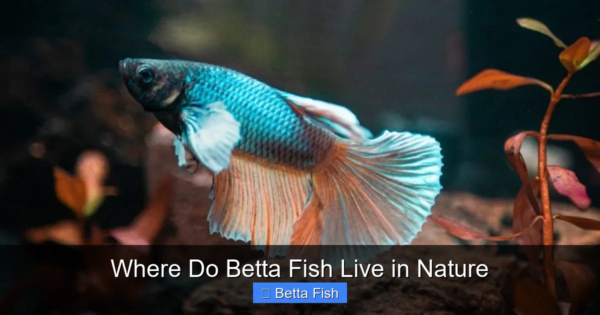 Where Do Betta Fish Live in Nature