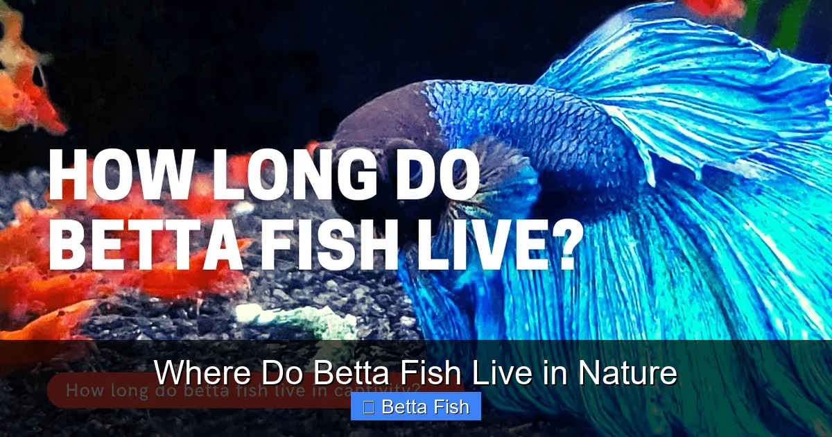 Where Do Betta Fish Live in Nature