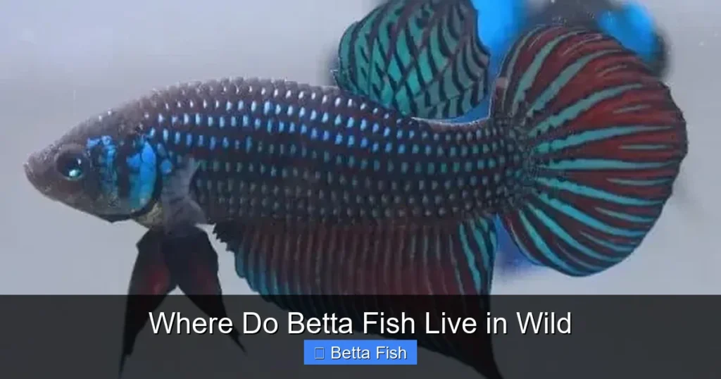 Where Do Betta Fish Live in Wild