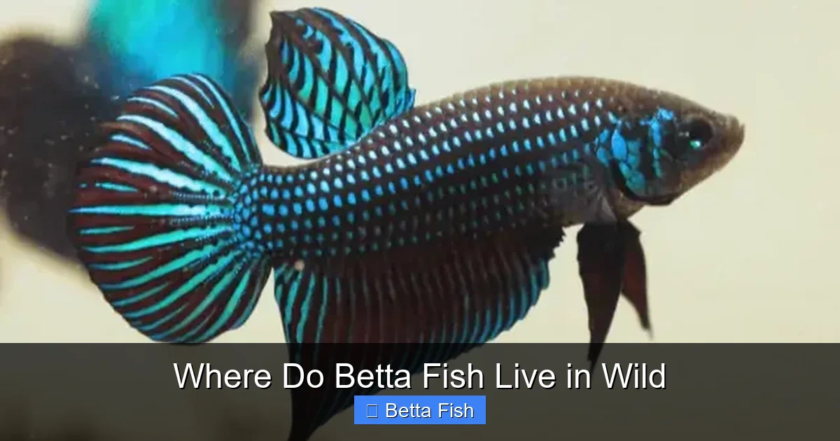 Where Do Betta Fish Live in Wild