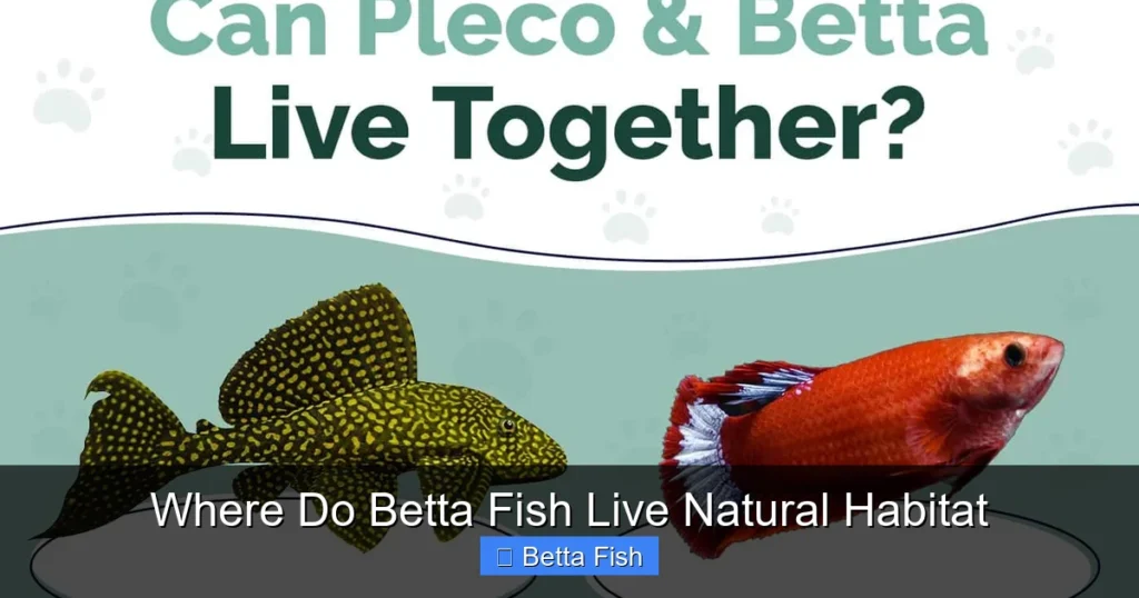 Where Do Betta Fish Live Natural Habitat