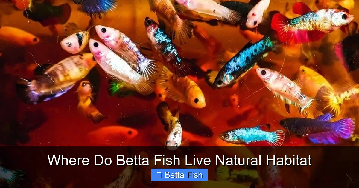 Where Do Betta Fish Live Natural Habitat