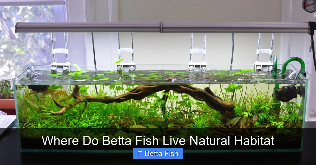 Where Do Betta Fish Live Natural Habitat