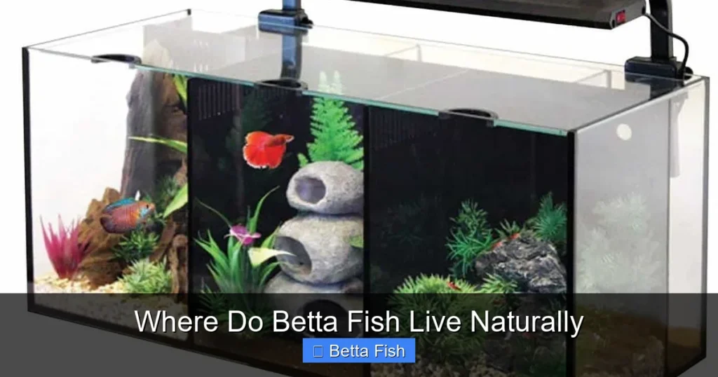 Where Do Betta Fish Live Naturally