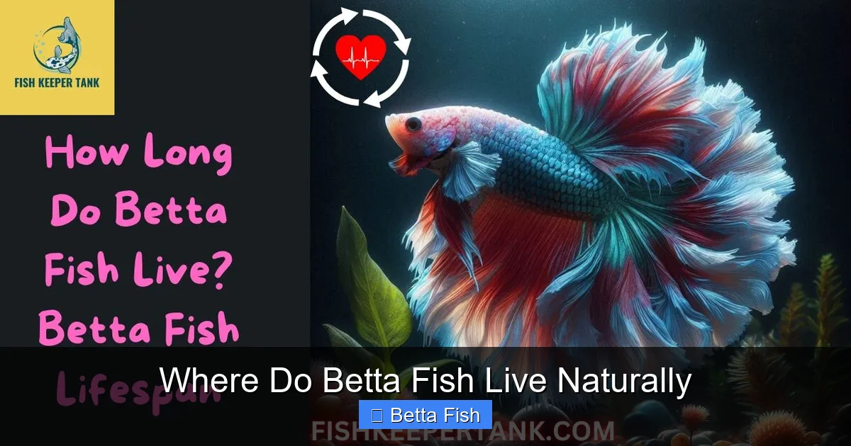 Where Do Betta Fish Live Naturally
