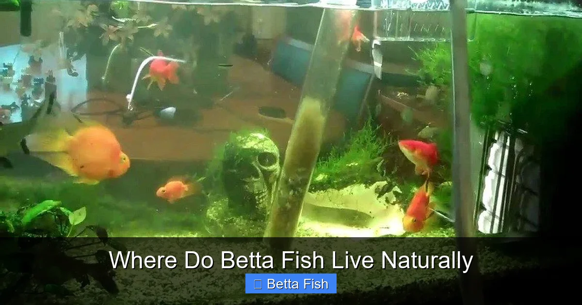 Where Do Betta Fish Live Naturally