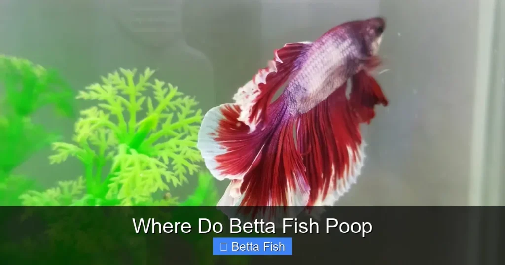 Where Do Betta Fish Poop