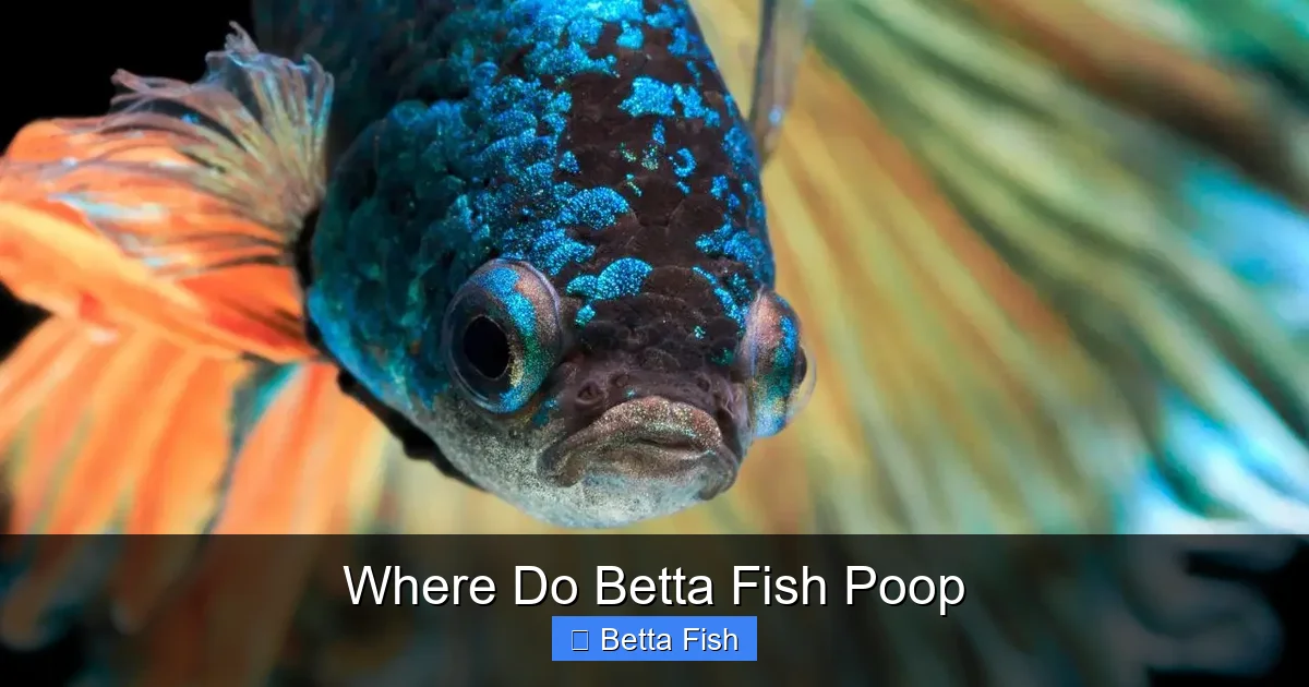 Where Do Betta Fish Poop